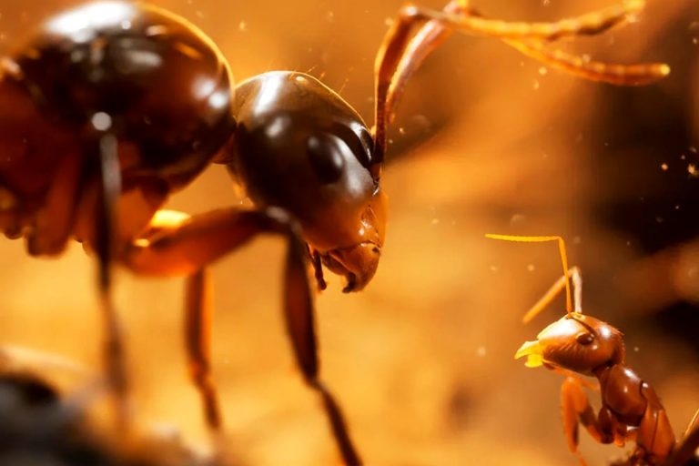 Novo jogo realista da Unreal Engine 5 permite controlar exército de formigas! Veja trailer