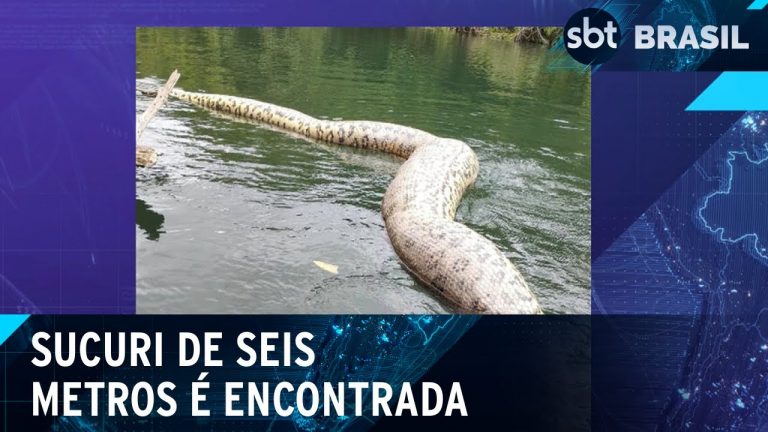 Sucuri gigante é encontrada morta no MS | SBT Brasil (25/03/24)