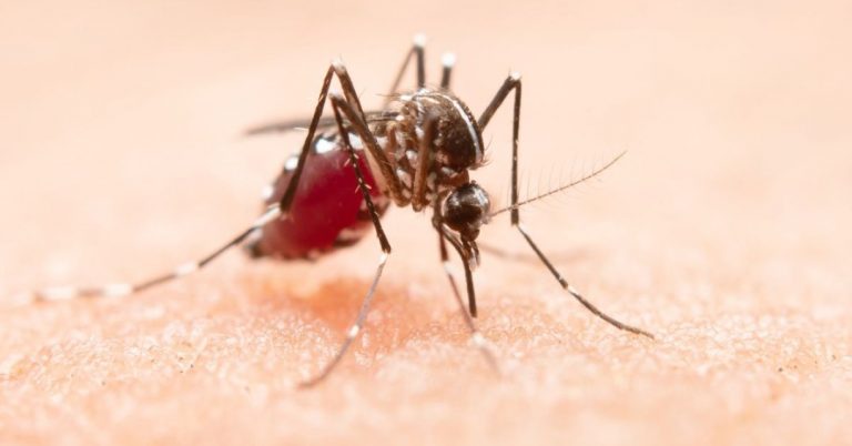 Como se proteger contra a dengue? Veja os principais cuidados