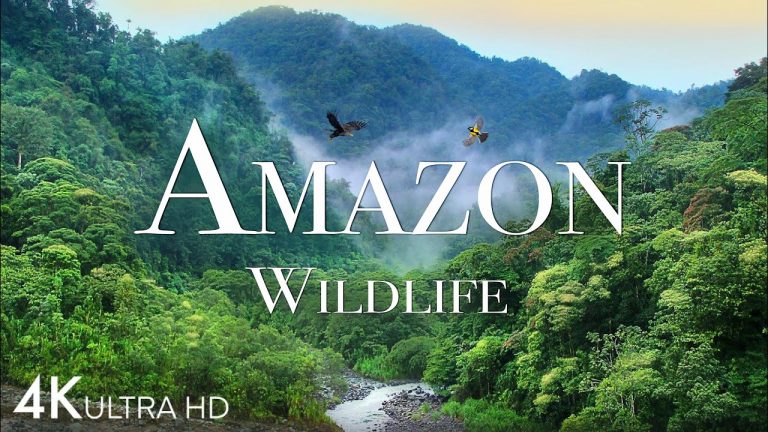 Amazon Wildlife In 4K – Animals That Call The Jungle Home | Amazon Rainforest | Relaxation Film