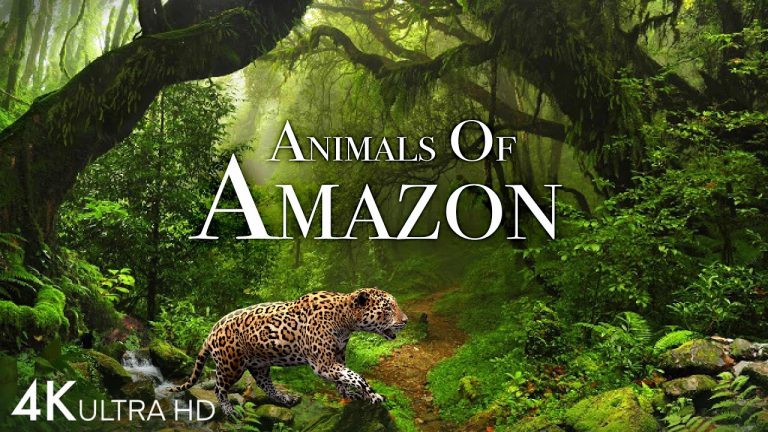 Animals of Amazon 4K – Animals That Call The Jungle Home | Amazon Rainforest |Scenic Relaxation Film