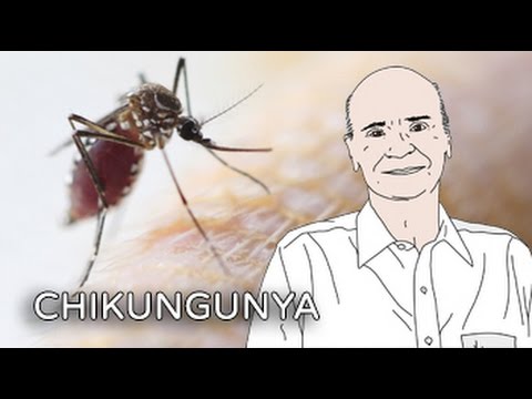 Alerta: Chikungunya | Coluna #12