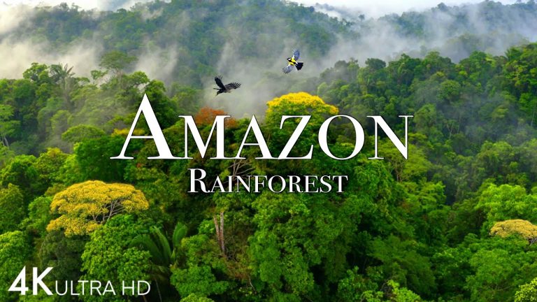 Amazon 4k – The World’s Largest Tropical Rainforest Part 2 | Jungle Sounds | Scenic Relaxation Film