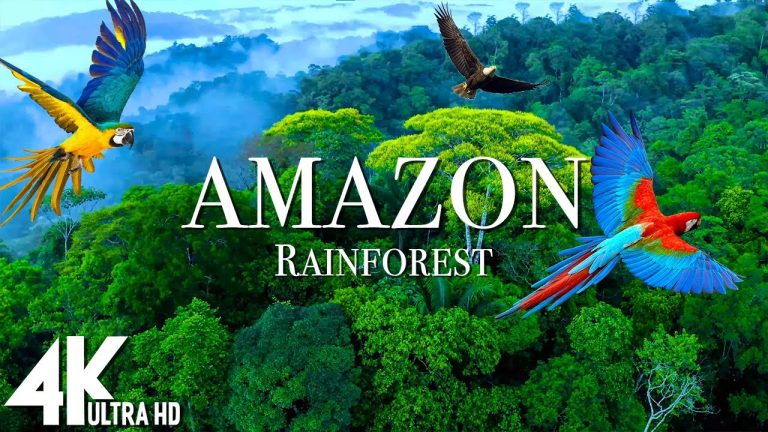 Amazon 4k – The World’s Largest Tropical Rainforest | Relaxation Film with Calming Music