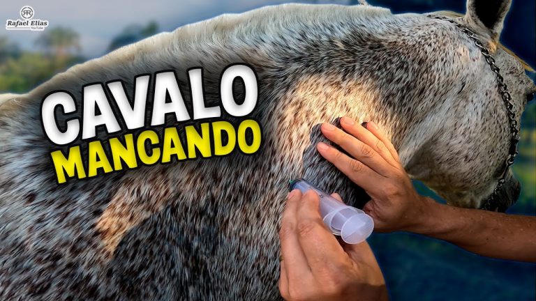COMO APLICAR INJEÇÃO INTRAMUSCULAR EM CAVALO #vidanaroça #cavalo #fazenda