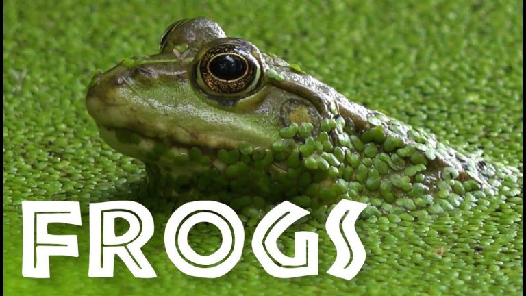 All About Frogs for Kids – Facts About Frogs and Toads for Children: FreeSchool