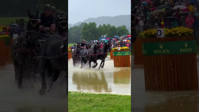 4 horses at once 😱😍 #shorts #horse #equestrian