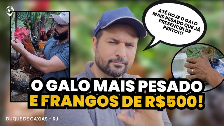 O GALO MAIS PESADO que já vi: Frangos de mais de R$500 e revolução genética da GSB no RJ