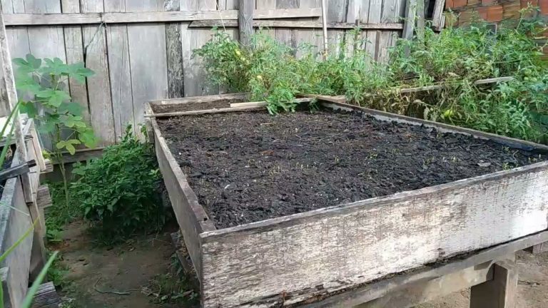 como ganhar Dinheiro com cheiro verde renda extra