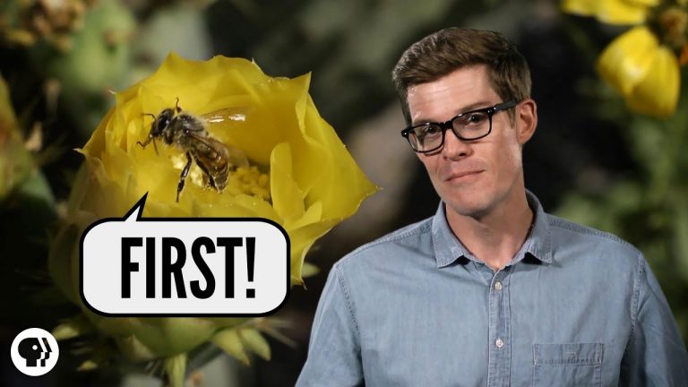 Which Came First – Flowers or Bees?