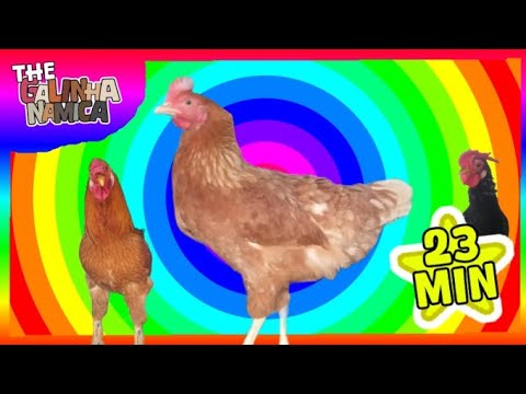 Full Episódio! | GALINHA NAMICA | 23 Min Nova compilação | Desenho animado para crianças