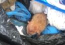 Filhote de gato é encontrado dentro de saco de lixo em Rio Preto; outros quatro animais foram resgatados