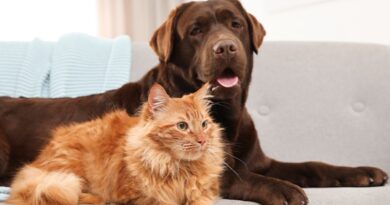 Santos, SP, pode multar quem deixar animais sozinhos por mais de 36h