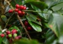 Tensão Geopolítica e Incertezas na Colômbia Impulsionam Cotação do Café Arábica