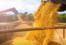Soja no Rio Grande do Sul Pode Ter Salto de 57% na Safra 2025/26