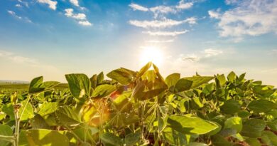 Safra Brasileira de Soja é Projetada em 180,4 Milhões de Toneladas